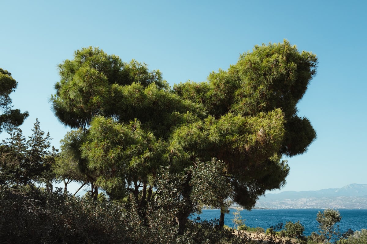 Summer Secrets: The Baths of Helen of Troy — gallery image